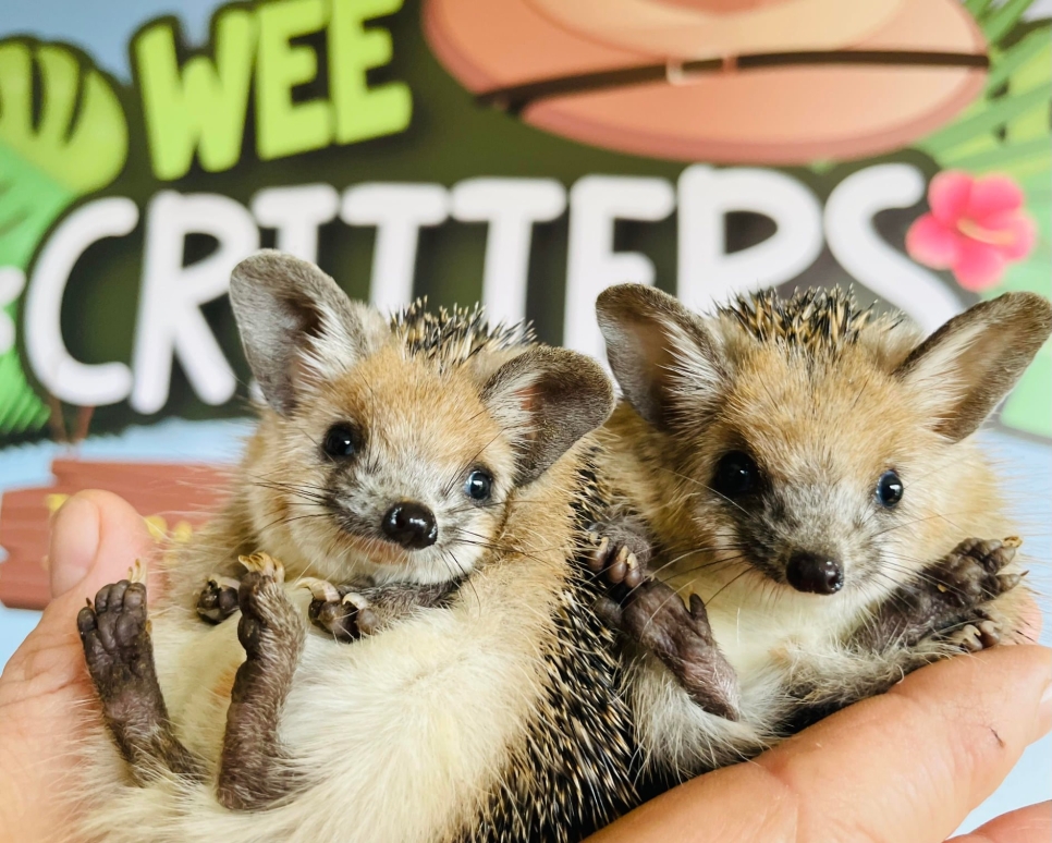 View: Wee Critters 